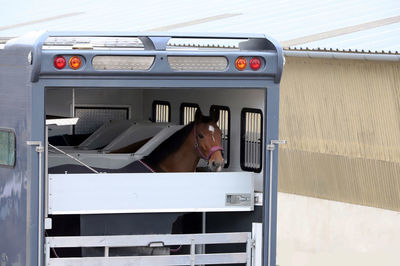 Horses in trailer