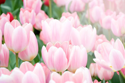 Close-up of pink tulips