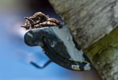 Close-up of bird 