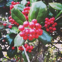 Close-up of red berries growing on tree