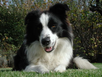 Close-up portrait of dog