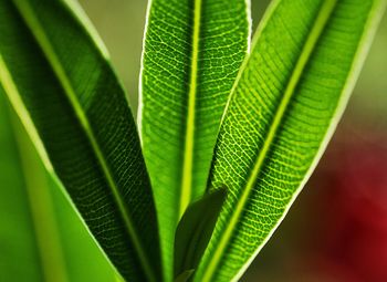 Close-up of leaves