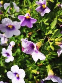 High angle view of purple flowering plant