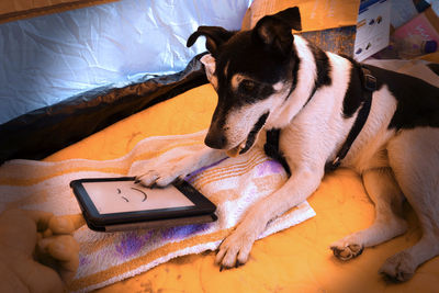 High angle view of dog lying on bed