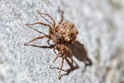 Close-up of spider