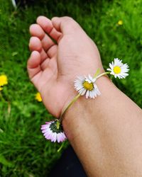 Close-up of hand holding flowering plant