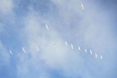 Low angle view of birds flying in sky