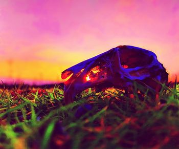 Close-up of turtle on field against sky during sunset