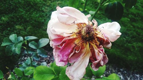 Close-up of bee on rose blooming outdoors