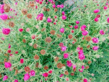 Close-up of fresh pink flower