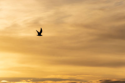 Low angle view of bird flying against orange sky
