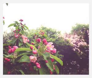 Close-up of pink flowers