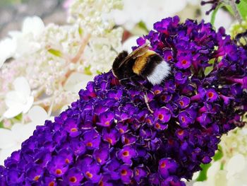 Close-up of butterfly pollinating on purple flower