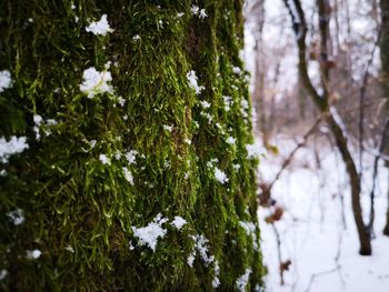 Close-up of snow on tree trunk