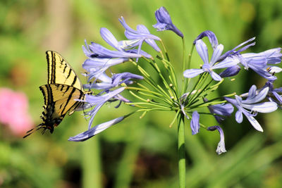 Close-up of butterfly pollinating on flowers