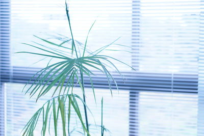 Close-up of palm tree against window