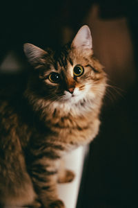 Close-up portrait of tabby cat