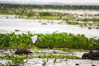 Bird flying over lake