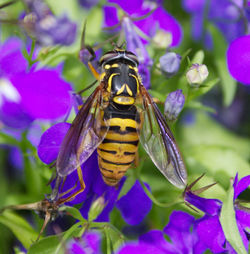 Close-up of insect on purple flower