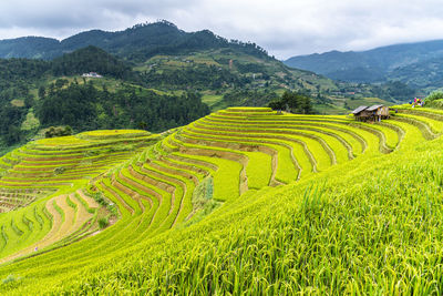 Scenic view of agricultural field against sky