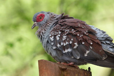 Close up of a speckled pigeon  with a green background