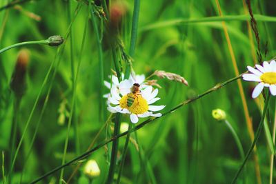 Close-up of butterfly pollinating on flower