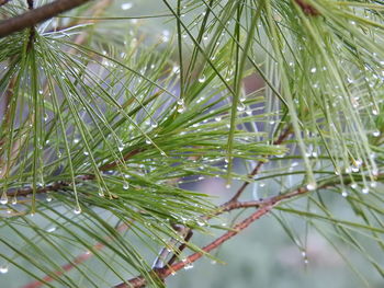 Close-up of leaves in water