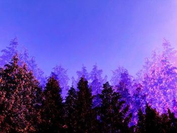 Low angle view of pink trees against blue sky