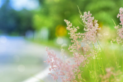 Close-up of flowering plant on field