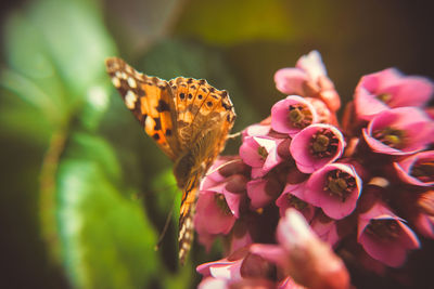 Close-up of butterfly pollinating on pink flower