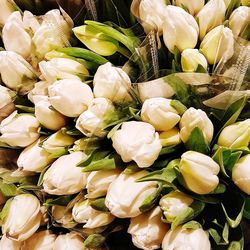 Full frame shot of white flowering plants for sale in market