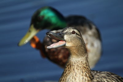 Close-up of a duck