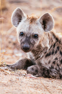 Close-up of hyena sitting on field
