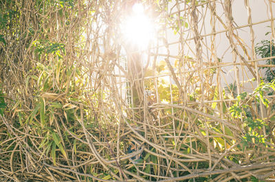 Sun shining through trees