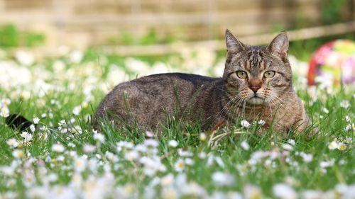 Cat resting on flowerbed