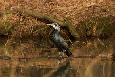 Bird perching on a lake