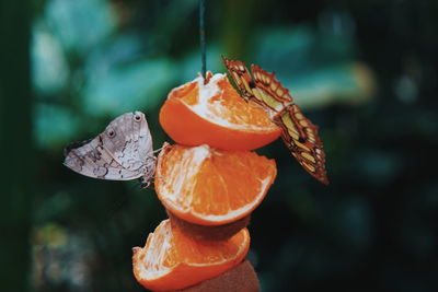 Close-up of orange butterfly