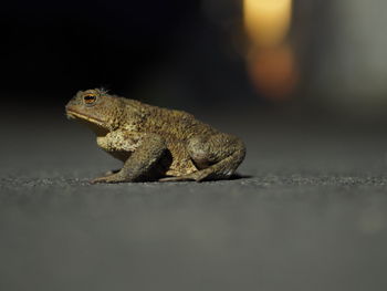 Close-up of frog