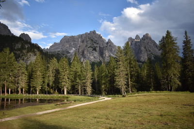 Panoramic view of pine trees in forest against sky