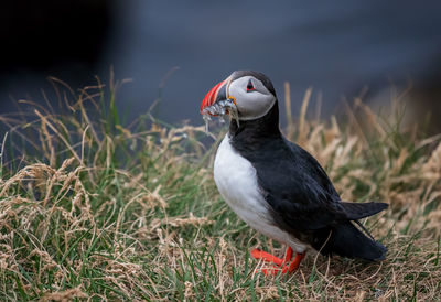 Puffin perching on field