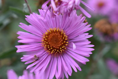 Close-up of pink cosmos flower