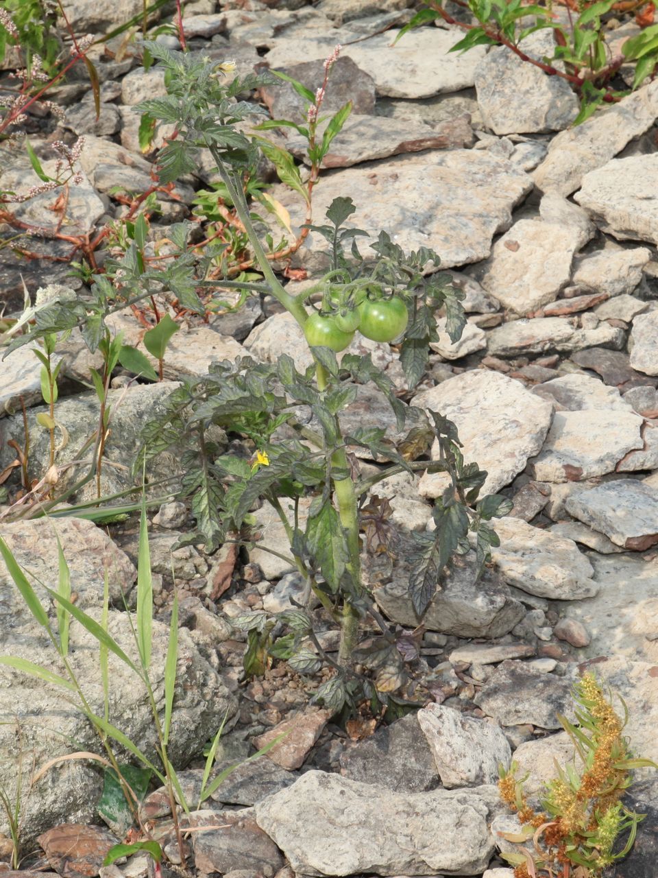 HIGH ANGLE VIEW OF PLANT GROWING ON ROCKS