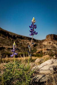 Close-up of purple flowering plants on field against clear blue sky