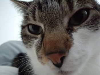 Close-up portrait of a cat