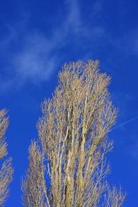 Low angle view of flower tree against blue sky