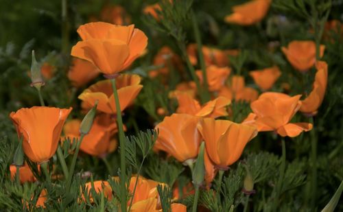 Close-up of orange flowering plants on field