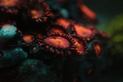 Close-up of jellyfish swimming in sea