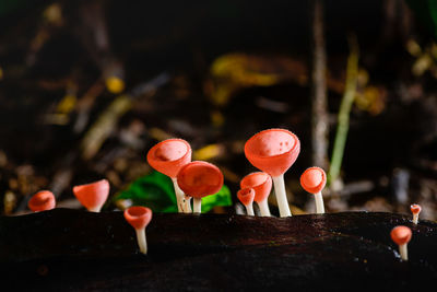 Fungi cup red mushroom champagne cup or pink burn cup,tarzetta rosea 