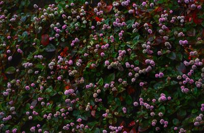 Close-up of flowers