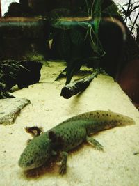 High angle view of lizard